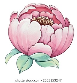 Ilustración de flor de peonía rosa con pétalos delicados y hojas verdes sobre un fondo blanco que muestra la belleza natural