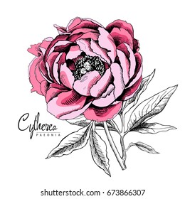 Pink Peony flower with leaves. Vector illustration.