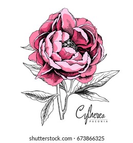 Pink Peony flower with leaves. Vector illustration.