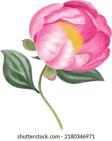 Pink peony flower vector illustration 