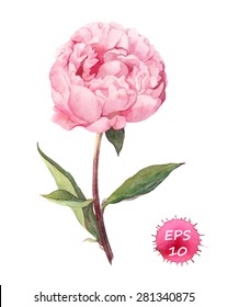 Pink peony flower. Water color vector