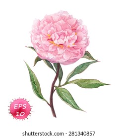 Pink peony flower. Watercolor vector