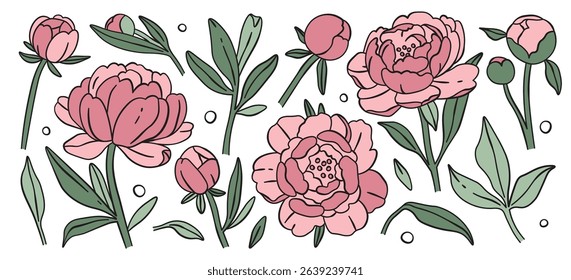 Pink peony flowers blooming buds, floral stems and leaves delicate natural beauty arrangement. Aesthetic botany collection, vibrant artistic decorative garden plant design elements vector illustration