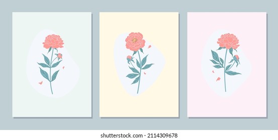 Pink peony flowers  vector  minimalistic illustration.  Botanical wall art in pastel colors. Floral  design cards set. 