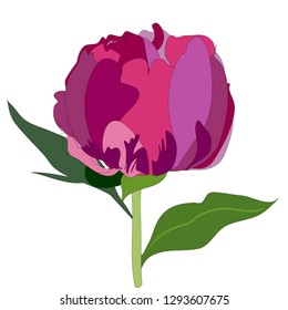 Pink peony graphics vector isolated on white