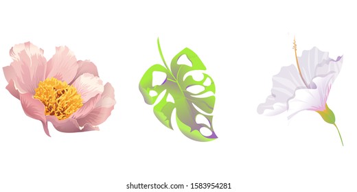 Pink Peony. Green Monstera. White Hibiscus. Vector illustration. Isolated illustration element. Floral botanical flower. Wild leaf wildflower isolated. Exotic tropical hawaiian jungle.