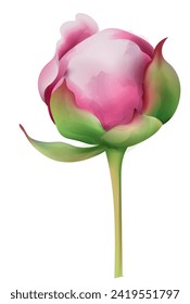 pink peony inflorescence vector illustration