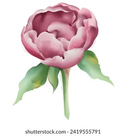 pink peony inflorescence vector illustration