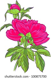 Pink peony isolated on white