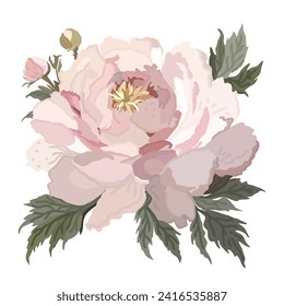 Pink peony with leaves. Vector isolated illustration.
