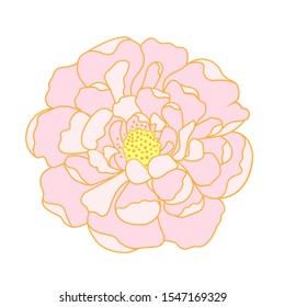 Pink Peony on a white background. Vector illustration. Pink flower. Print design. Botanic illustration.