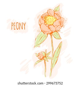 pink peony on a white background/ card/ vector illustration
