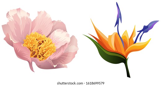 Pink Peony. Orange Strelitzia. Vector illustration. Isolated illustration element. Floral botanical flower. Wild leaf wildflower isolated. Exotic tropical hawaiian jungle.