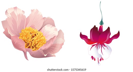 Pink Peony. Red Fuchsia. Vector illustration. Isolated illustration element. Floral botanical flower. Wild leaf wildflower isolated. Exotic tropical hawaiian jungle.