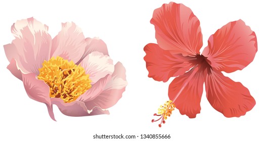 Pink peony. Red hibiscus. Vector isolated illustration element.
