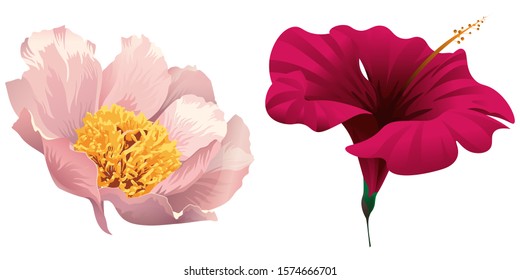 Pink Peony. Red Hibiscus. Vector illustration. Isolated illustration element. Floral botanical flower. Wild leaf wildflower isolated. Exotic tropical hawaiian jungle.