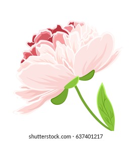 Pink peony rose flower. Vector design for invitation.