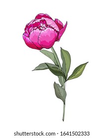 Pink peony. Single flower on stem with green leaves. Isolated on white background. For floral design, greeting cards, wedding invitations. Hand drawn. Vector stock illustration.