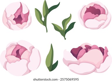 Pink peony. Vector clipart, illustration with isolated background.