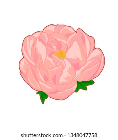 Pink peony. Vector isolated on white background