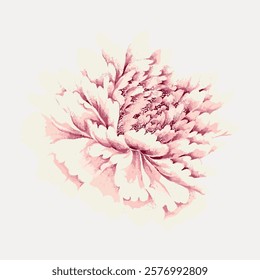 Pink peony vintage flower, vintage vector element. Pink peony botanical flower floral vintage illustration. Pink flower art drawing illustration, vector botanical artwork.