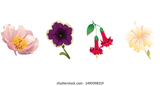 Pink Peony. Violet Petunia. Red Angel Trumpet. Yellow hibiscus. Vector illustration. Isolated illustration element. Floral botanical flower. Wild leaf wildflower isolated. Exotic tropical hawaiian.