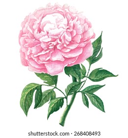 Pink Peonies Botanical Watercolor Illustration Stock Illustration 223355239