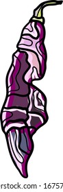 Pink pepper, illustration, vector on white background.