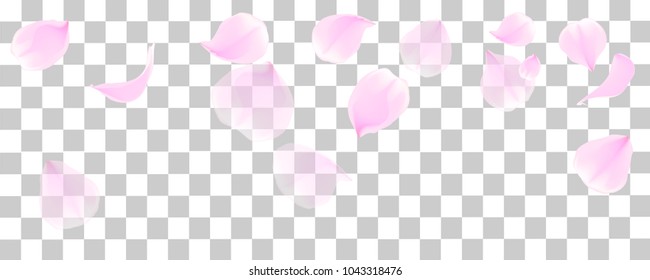  Pink petals  of cherry blossom or  sakura flowers  for background ,card with copy space , vector,illustration , image. 