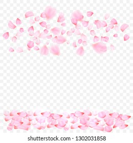 pink petals and flowers of cherry blossom isolated on transparent background. Falling blossom background. Vector