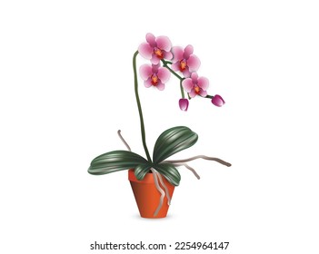
Pink phalaenopsis orchid in a flowerpot isolated on white background. Vector illustration for room design project.