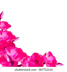 Pink Phlox Flowers Vector Illustration EPS10