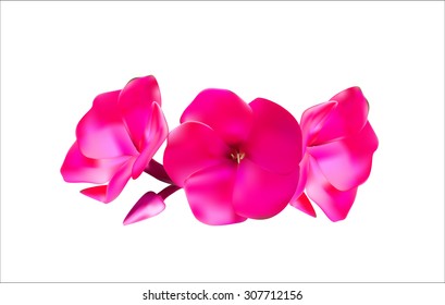 Pink Phlox Flowers Vector Illustration EPS10