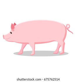 Pink pig with curly tail isolated cartoon vector illustration on white background. Farm domestic animal that produces meat and fat.