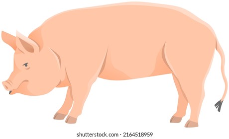 Pink pig, domestic farm animal. Piggy or swine, artiodactyl mammal vector illustration. Farming, agriculture and livestock breeding. Domesticated animal, farm pig for meat and fat production