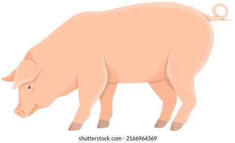 Pink pig, domestic farm animal. Piggy or swine, artiodactyl mammal vector illustration. Farming, agriculture and livestock breeding. Domesticated animal, farm pig for meat and fat production