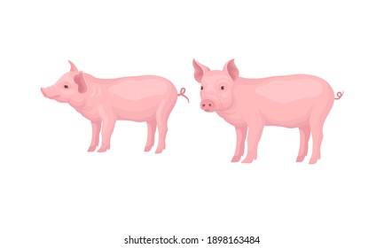 Pink Pig as Even-toed Ungulate Domestic Animal in Different Poses Vector Set