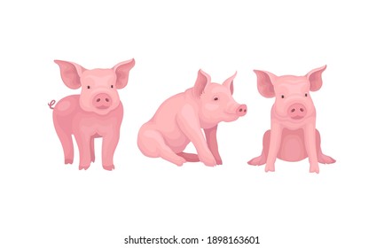 Pink Pig as Even-toed Ungulate Domestic Animal in Different Poses Vector Set