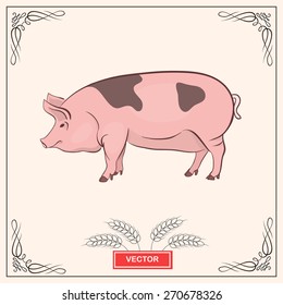 Pink pig meat label. Vector  illustration. Logo farm design. Cute pig, pork. 