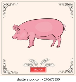 Pink pig meat label. Vector  illustration. Logo farm design. Cute pig, pork. 