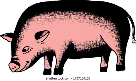 
El cerdo rosado está olfateando el suelo