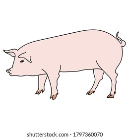 Pink pig vector illustration, cute big domestic animal. hand draw outline illustration for design and creativity