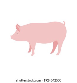 Pink pig vector illustration. Minimalistic illustration of mature domestic pig. Agriculture, animal husbandry, breeding, farming concepts.