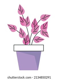 Pink plant inside pot on white background