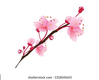 Pink plum tree blossom vector drawing