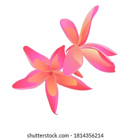 pink plumeria excellent colors and isolated on white background