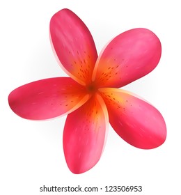 Pink Plumeria flower isolated on white