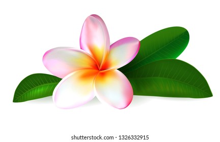 Pink plumeria flower. Realistic isolated frangipani illustration with green leaves oh white background