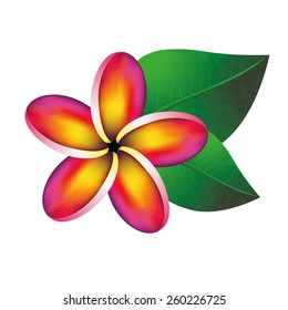 Pink plumeria frangipani flower with green leaves isolated on white. Vector Illustration