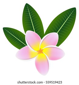 Pink plumeria frangipani flower with green leaves.